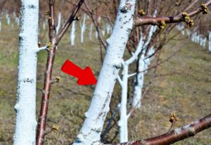 bouillie bordelaise sur un arbre avec un flèche rouge