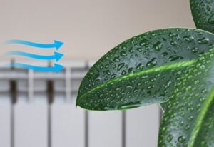 humidité sur une plante avec illustration courant d'air