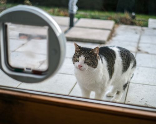 chat avec une chatière