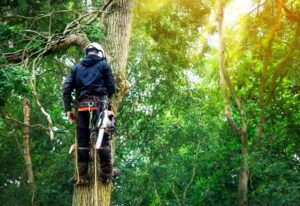 exemple d'abattage d'arbre