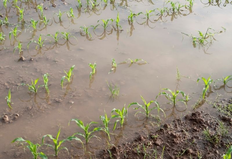 exemple de terrain inondé
